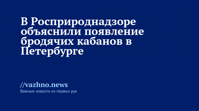 Бродячие кабаны в Петербурге: причина от Росприроднадзора