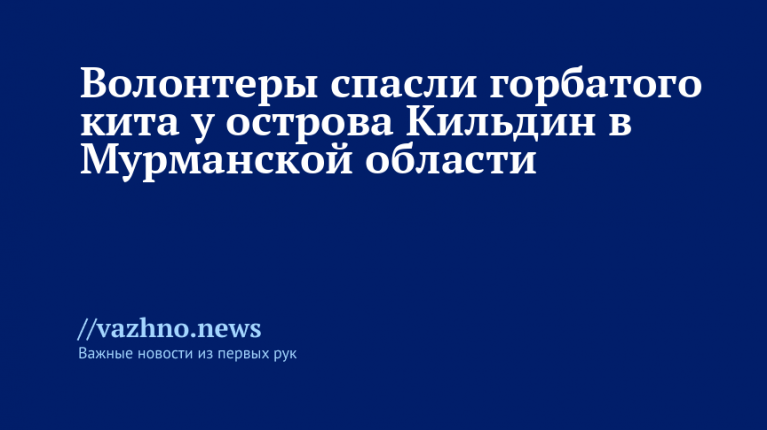 Волонтеры спасли горбатого кита у острова Кильдин в Мурманской области